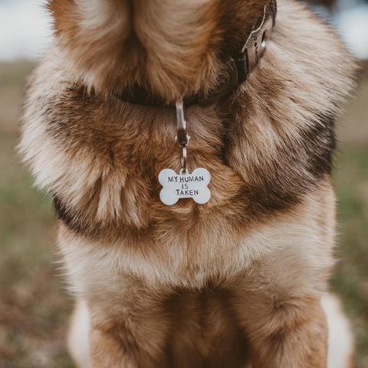 Custom Dog Bone Pet Identification Tag